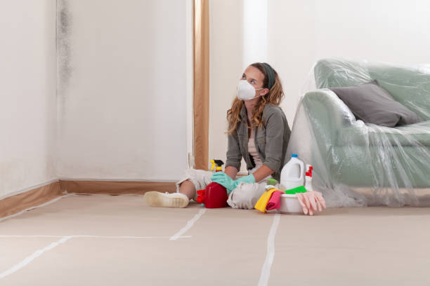 Reliable Mold Remediation contractor in Ferndale, MI by Cheap Mold Removal